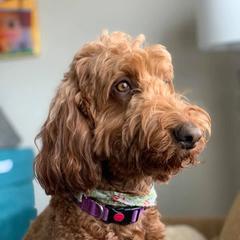 Poppy - Irish Doodle