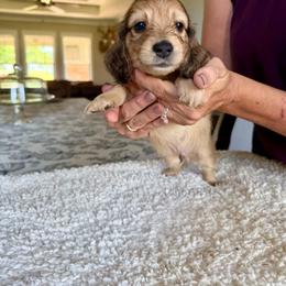 Melvin - Cream male Dachshund puppy in Molino, Florida from Dooney's Dachshunds