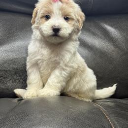 Baby Pink - Parti female Maltipoo puppy in Berea, Kentucky from Blair’s Furry Friends