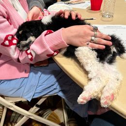 Dalmatian, Poodle, and Rhodesian Ridgeback Puppies from Ruffles, Ridges, & Spots!