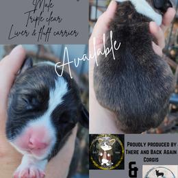 Boy 1 - Brindle and white male American Corgi puppy in Winston, Oregon from There and Back Again Corgis