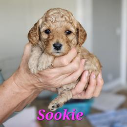 Cavapoo Puppies from North Ranch Doodles