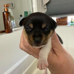 Misty Pup B - White black and tan male Toy Fox Terrier puppy in Clermont, Florida from Debbie Hiles's Toy Fox Terriers