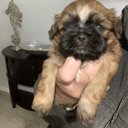 Shih Tzu Puppies from Mosley Kennel Shih Tzu