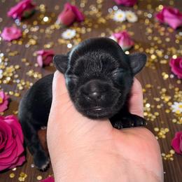 Abby - Black female Shorkie puppy in Midland, Texas from Southern Yorkie Pies