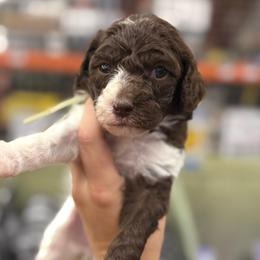 Aspen - Parti female Poodle puppy in Cleveland, Texas from Jolley Poodles