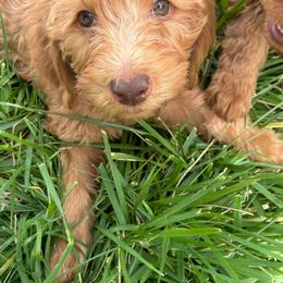 Copper - Gold female Labradoodle puppy in Montrose, Colorado from Ithilien Labradoodles
