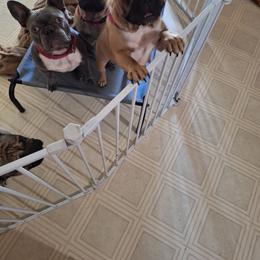 French Bulldog Puppies from Double Barrel Bulldogs