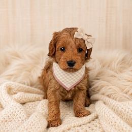 Maple - Red female Maltipoo puppy in St. George, Utah from Winchester Hills Poodles and Doodles