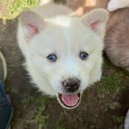 Ford - White male Pomsky puppy in Greenfield, Minnesota from SRF Pomskies