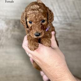 Jenna - Red  female Poodle puppy in Abilene, Texas from Mesquite Kennels
