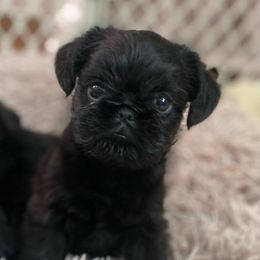 Girl 2 - Black Brussels Griffon puppy in Elkland, Missouri from Hawk Pond Brussels Griffon