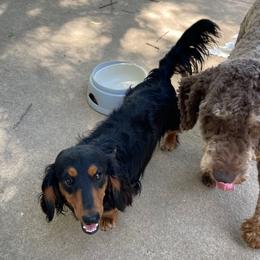 Chevy - Dachshund