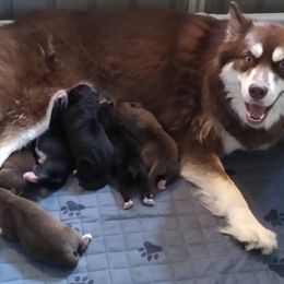 Siberian Huskies from ThunderStruck Siberians