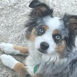 Roux - Miniature Australian Shepherd