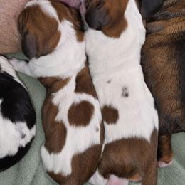 Charmmeleon - Mahogany and white female Basset Hound puppy in Independence, Kentucky from Lil Shorties Bassets