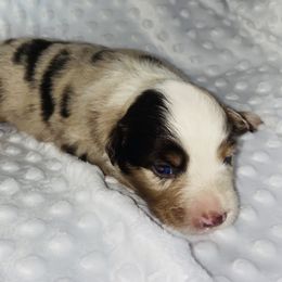 Girl 1 - Miniature Australian Shepherd puppy in Paris, Texas from Kuttin’ Up Mini Aussies