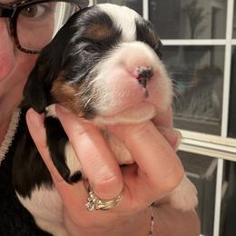 Cavalier King Charles Spaniel Puppies from 5dubs Cavaliers