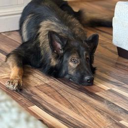 Loki - Sable male German Shepherd puppy in Salem, Virginia from Vom Kylohaus German Shepherds