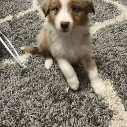 Australian Shepherd Puppies from Southern Sky Aussies