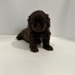 Shih Tzu Puppies from Moore Shih Tzus