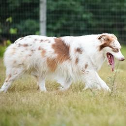 Bronx - Red merle male Miniature Australian Shepherd puppy in Marion, Michigan from 4 Seasons Aussies