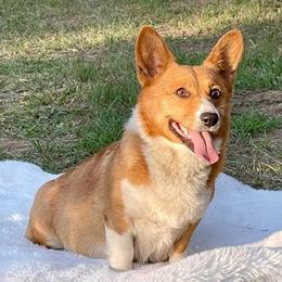 Pembroke Welsh Corgis from Early Spring Corgis