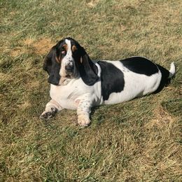 Basset Hound All Grown Up from Hoosier Hounds
