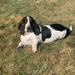 Basset Hound All Grown Up from Hoosier Hounds