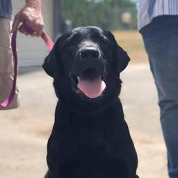 Griffey - Labrador Retriever