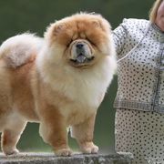 Boxers, Chow Chow, Doberman Pinschers, and Parson Russell Terriers from SouthFork Ranch