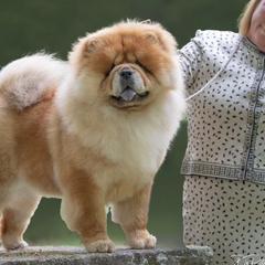 Boxers, Chow Chow, Doberman Pinschers, and Parson Russell Terriers from SouthFork Ranch