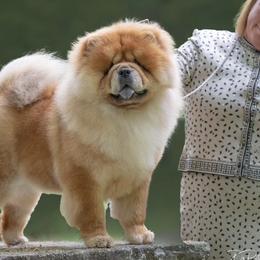 Boxers, Chow Chow, Doberman Pinschers, and Parson Russell Terriers from SouthFork Ranch