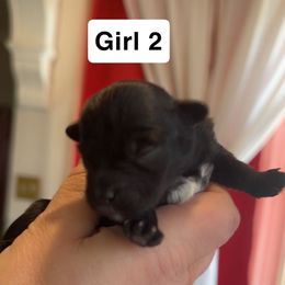 Girl 2 - Black female Morkie puppy in Pittsburgh, Pennsylvania from Maria's Morkies & More