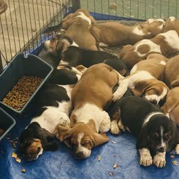 Basset Hound Puppies from S&G's Bassets
