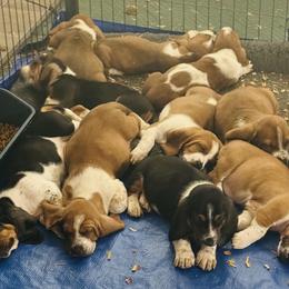Basset Hound Puppies from S&G's Bassets
