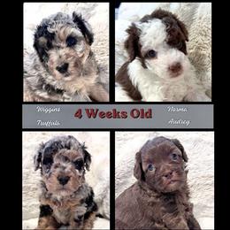 Aussiedoodle puppies from North Idaho Miniature Aussiedoodles