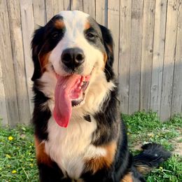 Bernedoodles, Bernese Mountain Dogs, and Cockapoos from Kallams Bernedoodles & Bernese Mountain Dogs