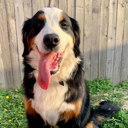 Bernedoodles, Bernese Mountain Dogs, and Cockapoos from Kallams Bernedoodles & Bernese Mountain Dogs