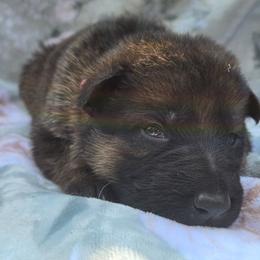 Sable female INGRID - Black and red female German Shepherd puppy in Buckfield, Maine from Levesques German Shepherds