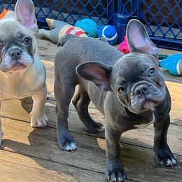 French Bulldogs from Franceschi French Bulldogs