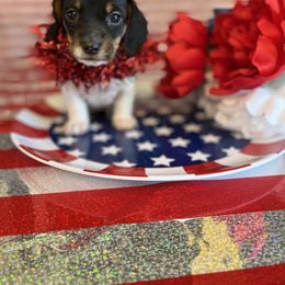 Girl 3 - Dachshund puppy in Missoula, Montana from Rocky Mountain Dachshunds