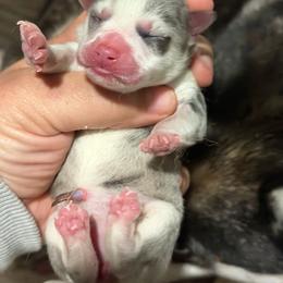 Girl 1 - Merle female Pomsky puppy in Aberdeen, Idaho from Willow Creek Cresteds