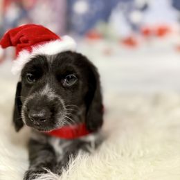 Sleepy - Piebald male Dachshund puppy in Westport, Kentucky from Lonestar Creek Farm