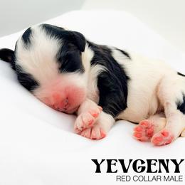 Yevgeny - Tri-color male Bernedoodle puppy in Tipton, Indiana from Country Creek Doodles