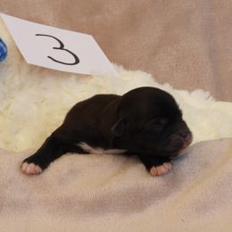 Girl 2 - female Havanese puppy in Salt Lake City, Utah from Steal Your Heart Havanese