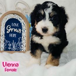 Vienna - Tri-color female Bernedoodle puppy in Beecher, Illinois from Erica’s Doodles