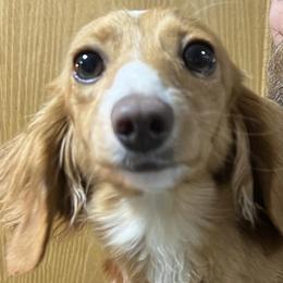 Nutmeg - Dachshund