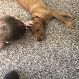 Dilute Retriever and Labrador Retriever Puppies from Royalty Retrievers