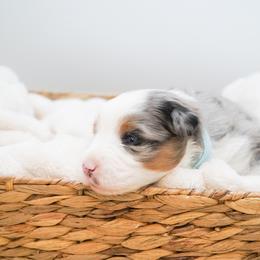 Cappuccino - Blue merle male Miniature American Shepherd puppy in Elmwood Park, Illinois from HuskiesAndGoldensWithFinesse